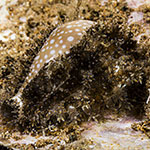 Naria miliaris